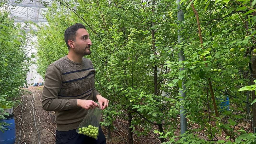 İlk hasadı yapıldı, fiyatı dudak uçuklatıyor: Erik çeyrek altın fiyatıyla yarışıyor 5